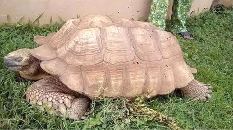 Alagba, tortuga más vieja del mundo murió a los 344 años en Nigeria (Palace of Ogbomosho)