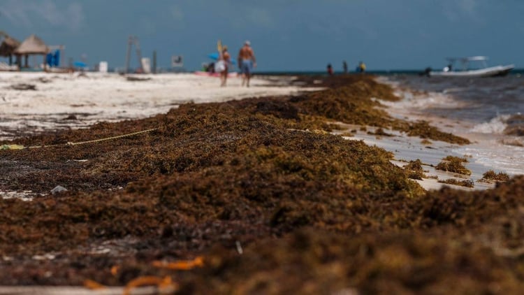 El sargazo, la nueva “plaga” que ha invadido las costas de Quintana Roo
