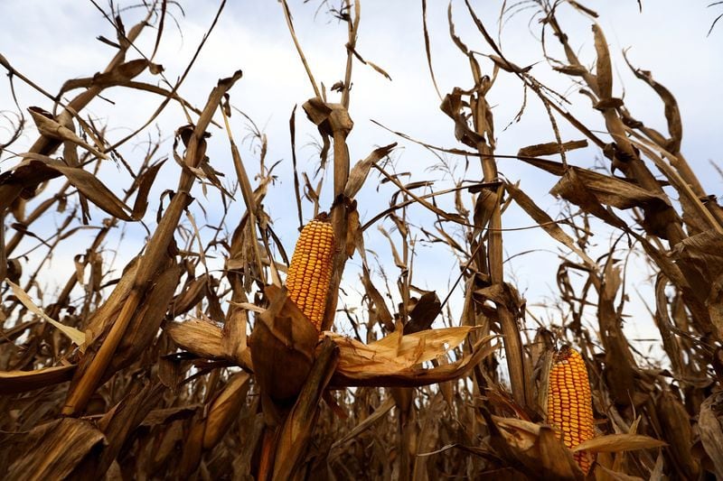 Plantaciones de maíz afectadas por la chicharrita en un campo experimental del Instituto Nacional de Tecnología Agropecuaria (INTA), en Marcos Juárez, Cordoba (Reuters)