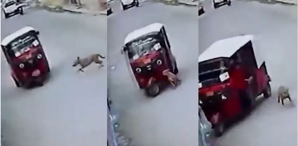 perro atropellando mototaxi