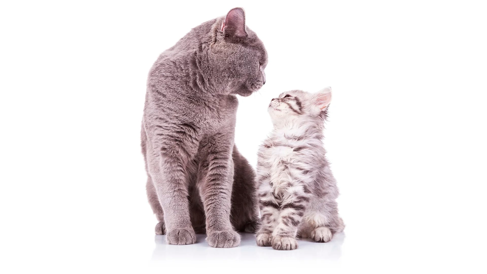 La territorialidad, uno de los grandes conflictos que enfrentan a los felinos (Shutterstock)