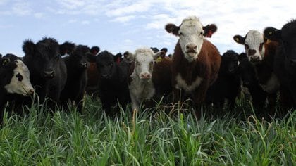 Para el mercado de la carne vacuna, el borrador del proyecto se refiere a la implementación de una matriz de trazabilidad para productos agrícolas y ganaderos, entre otros puntos