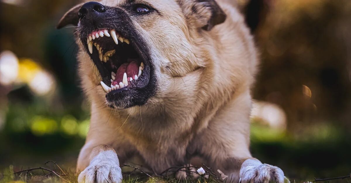 Mexico is under alarm for rabies cases;  this is how it has evolved in 10 years