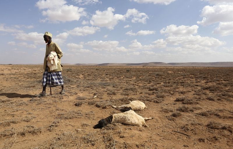 Un hombre camina junto al cadáver de ovejas que murieron por la sequía relacionada con El Niño en la ciudad de Marodijeex del sur de Hargeysa, en la región semiautónoma de Somalilandia, en el norte de Somalia (REUTERS/Feisal Omar/Archivo)