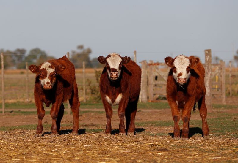 Foto de archivo: imagen de vacas en una finca cerca de Pergamino, en las afueras de Buenos Aires, Argentina. 27 abr, 2021. REUTERS/Agustin Marcarian