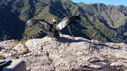 Se marcaron a los cóndores con unos dispositivos llamados daily diaries, que miden la posición del ave hasta 40 veces por segundo y captan con precisión detalles de su comportamiento, tales como adónde va a tomar agua, dónde encontró alimento y cuánto aletea