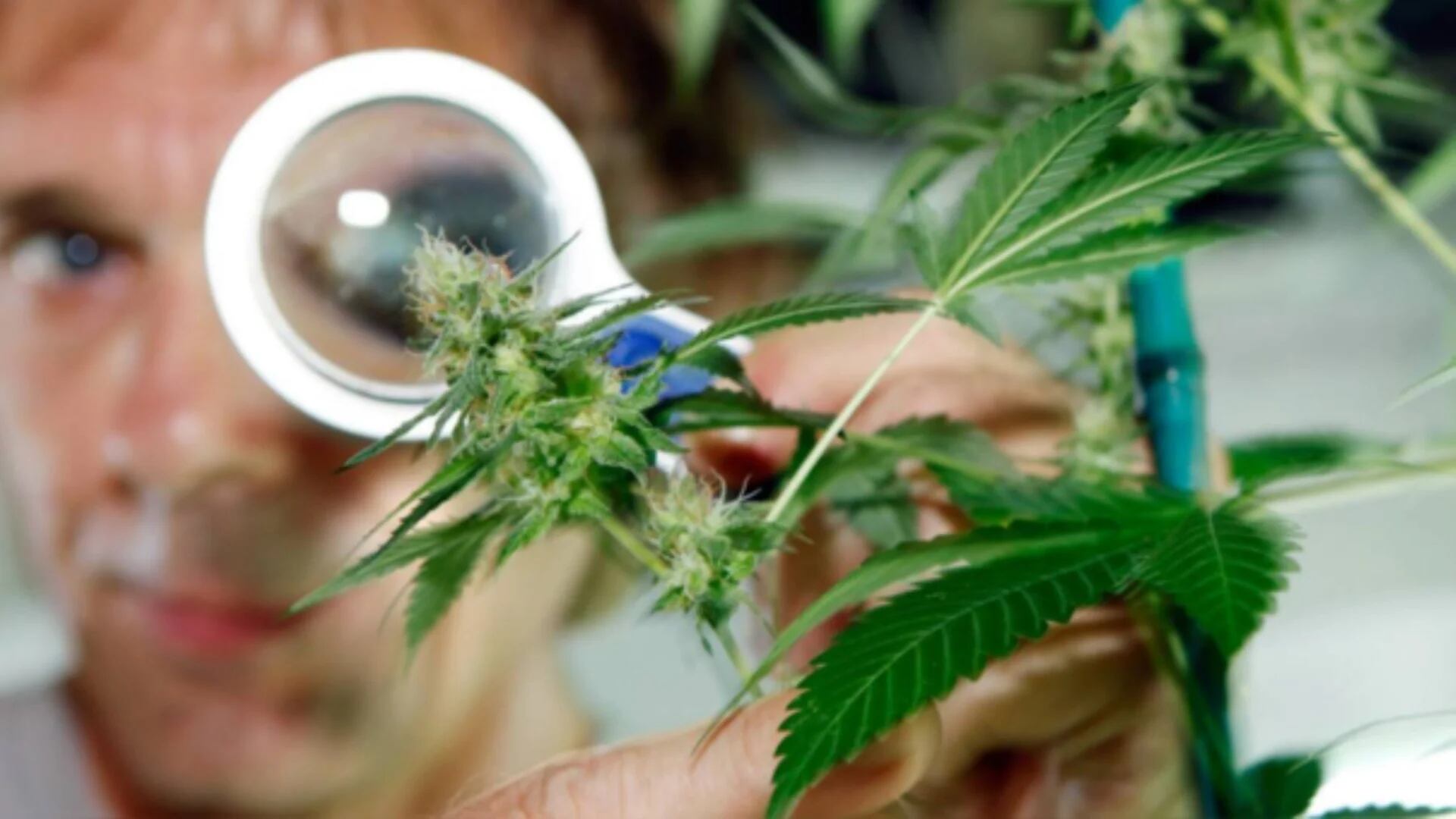 Cannabis medicinal: reglamento del Minsa dificulta acceso y pacientes preparan medida cautelar