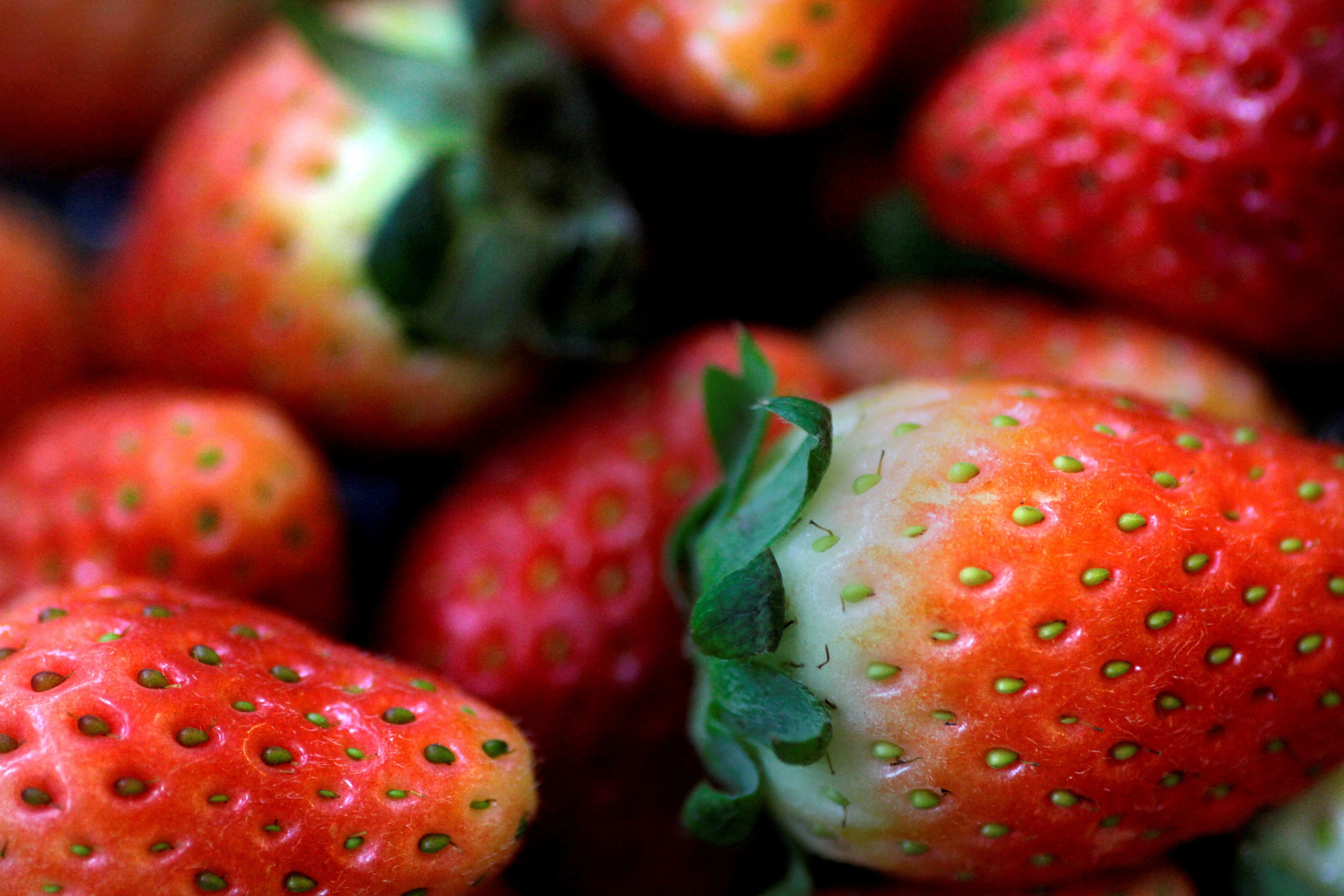 Las frutillas son beneficiosa para reducir el estrés, el estreñimiento, la hipertensión y el colesterol alto (REUTERS)