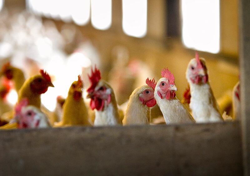 FOTO DE ARCHIVO: Pollos de corral en el interior de una granja avícola en Ruurlo, Países Bajos, 23 de agosto de 2005. REUTERS/Michael Kooren
