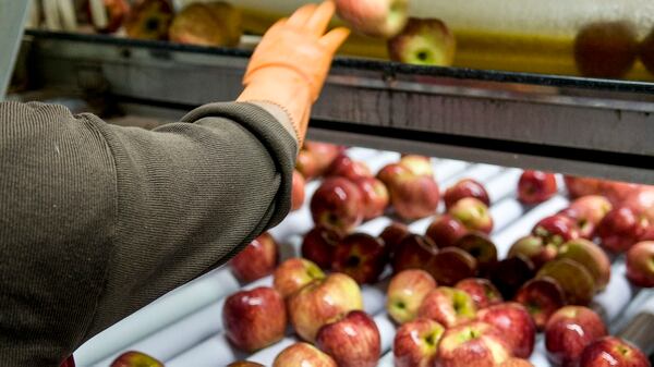 La sobreoferta de la manzana que se genera por el incremento en las importaciones (especialmente desde Chile) redujo el pago de los galpones de empaque al productor (NA)