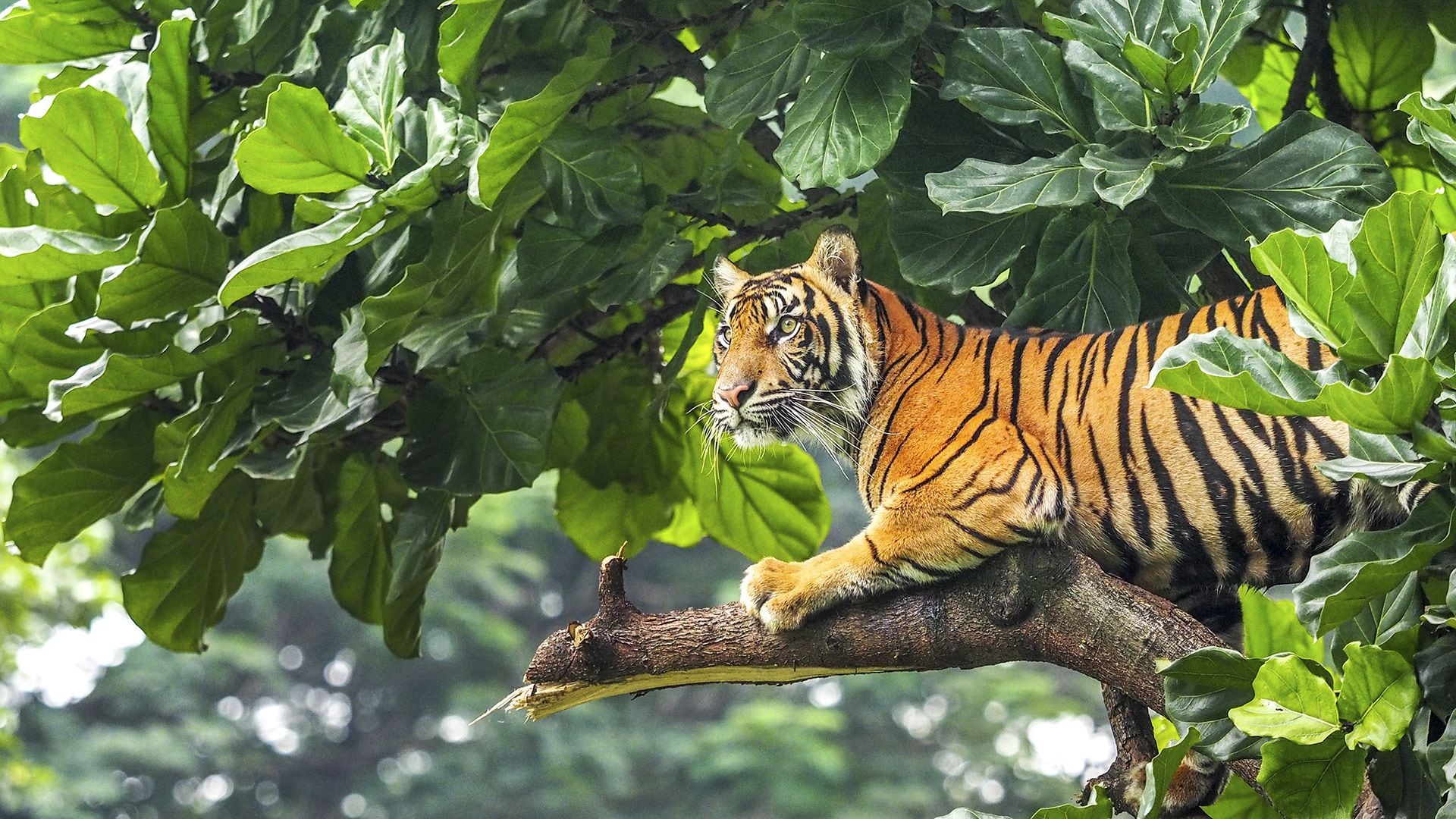амурский тигр. тайгер тигр в джунглях. тигр отдыхает. тигр на дереве. тигр на дереве.