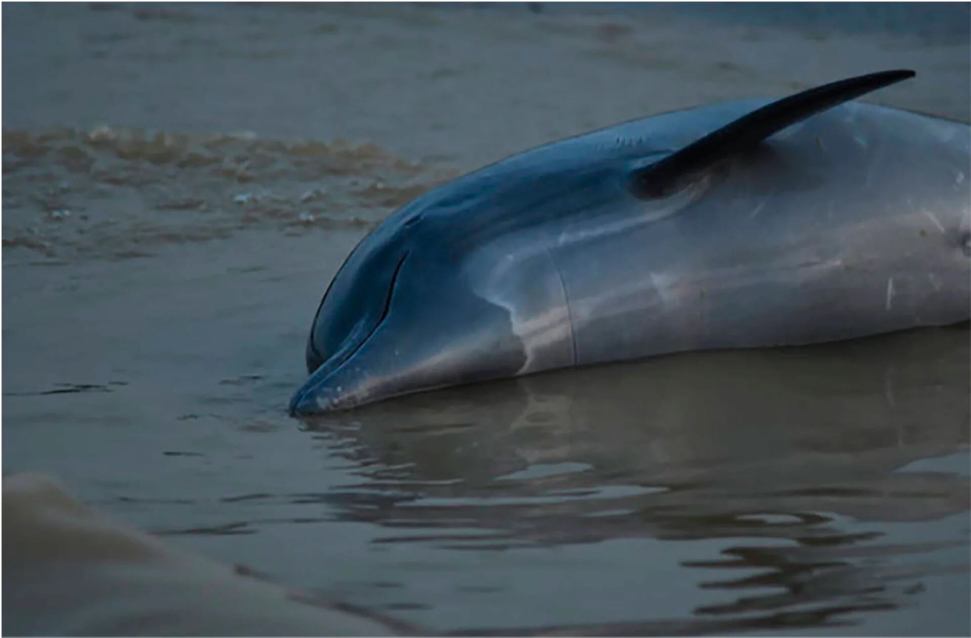 La Unión Internacional para la Conservación de la Naturaleza (UICN) clasificó al delfín del río Amazonas como especie amenazada vulnerable y en peligro de extinción - crédito Instituto Mamirauá
