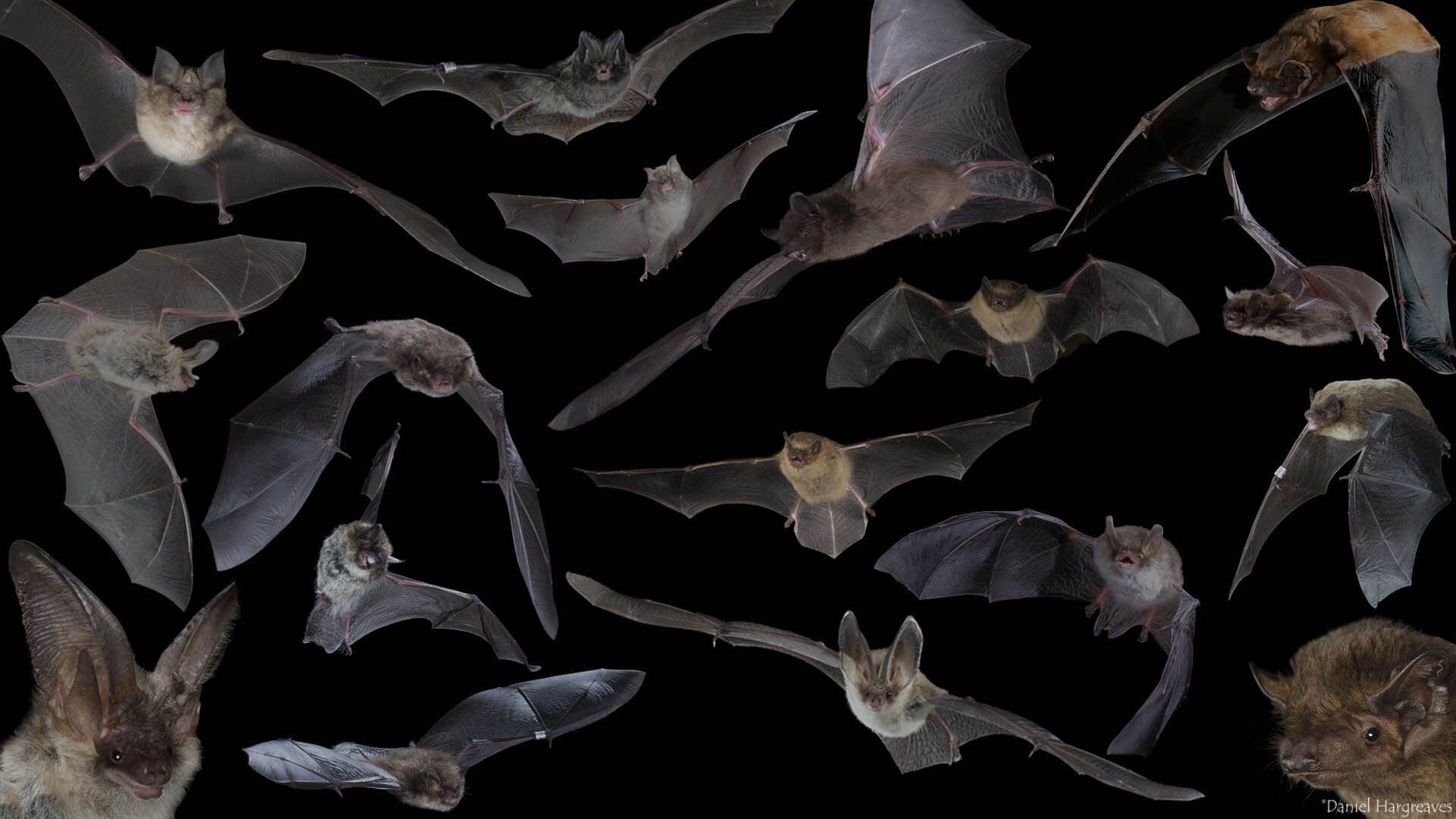 Son un animal fascinante para estudiar (Crédito Bat Conservation Trust)