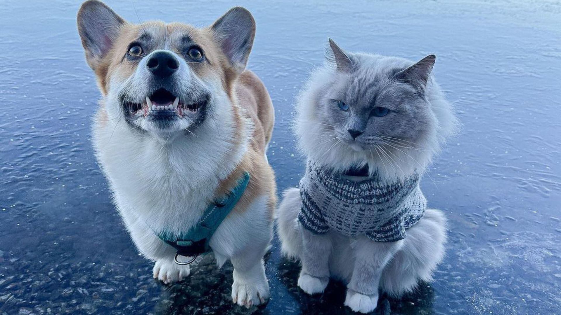Cómo un gato solitario y un perro alegre aprendieron a compartir el amor de su dueña (Instagram lordaddereminus)