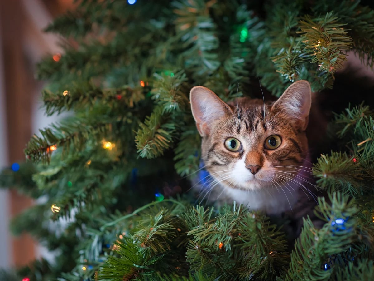 Por qué los gatos adoran los árboles de Navidad y cómo evitar los daños -  Infobae