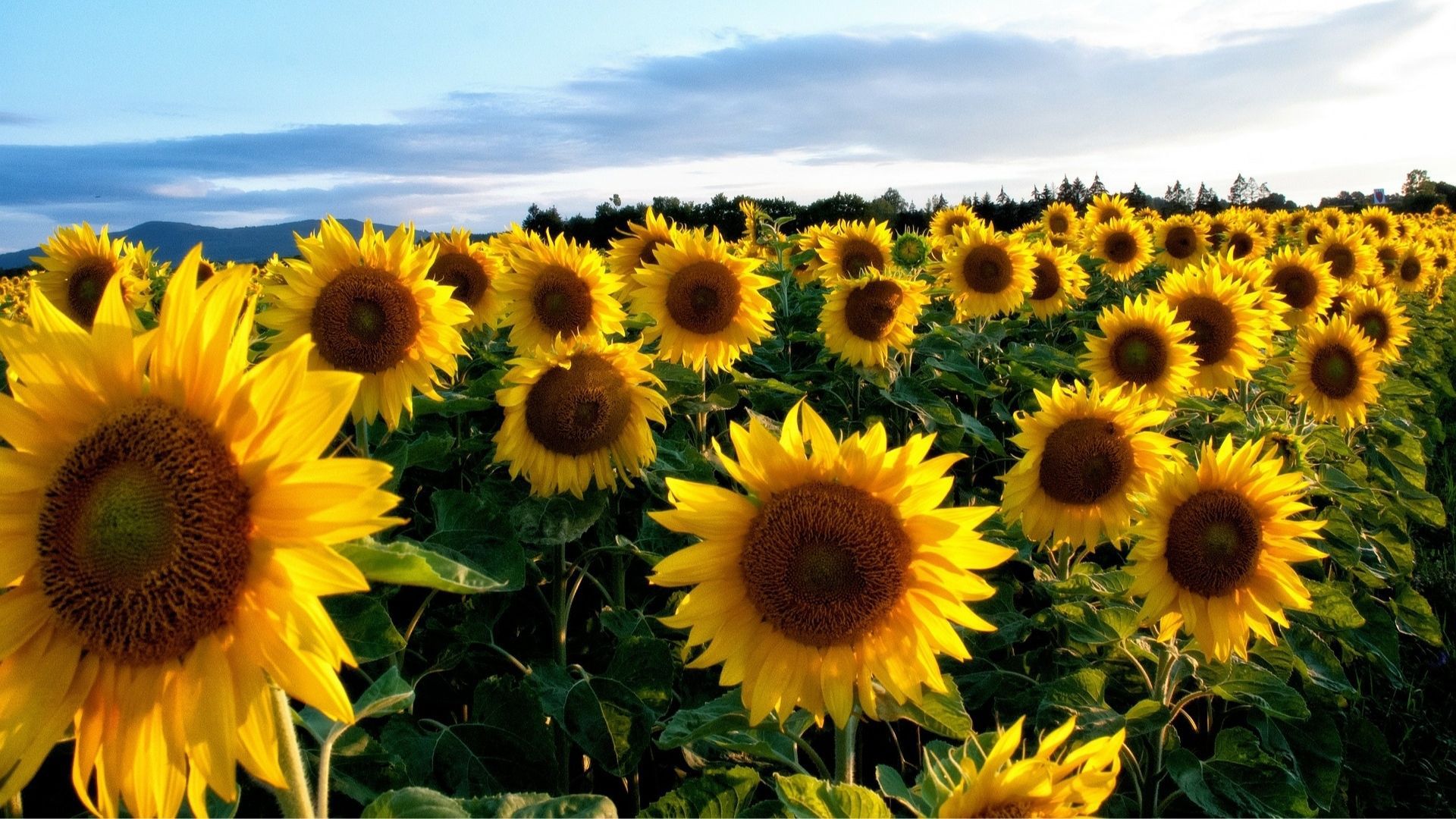 Field of sunflowers