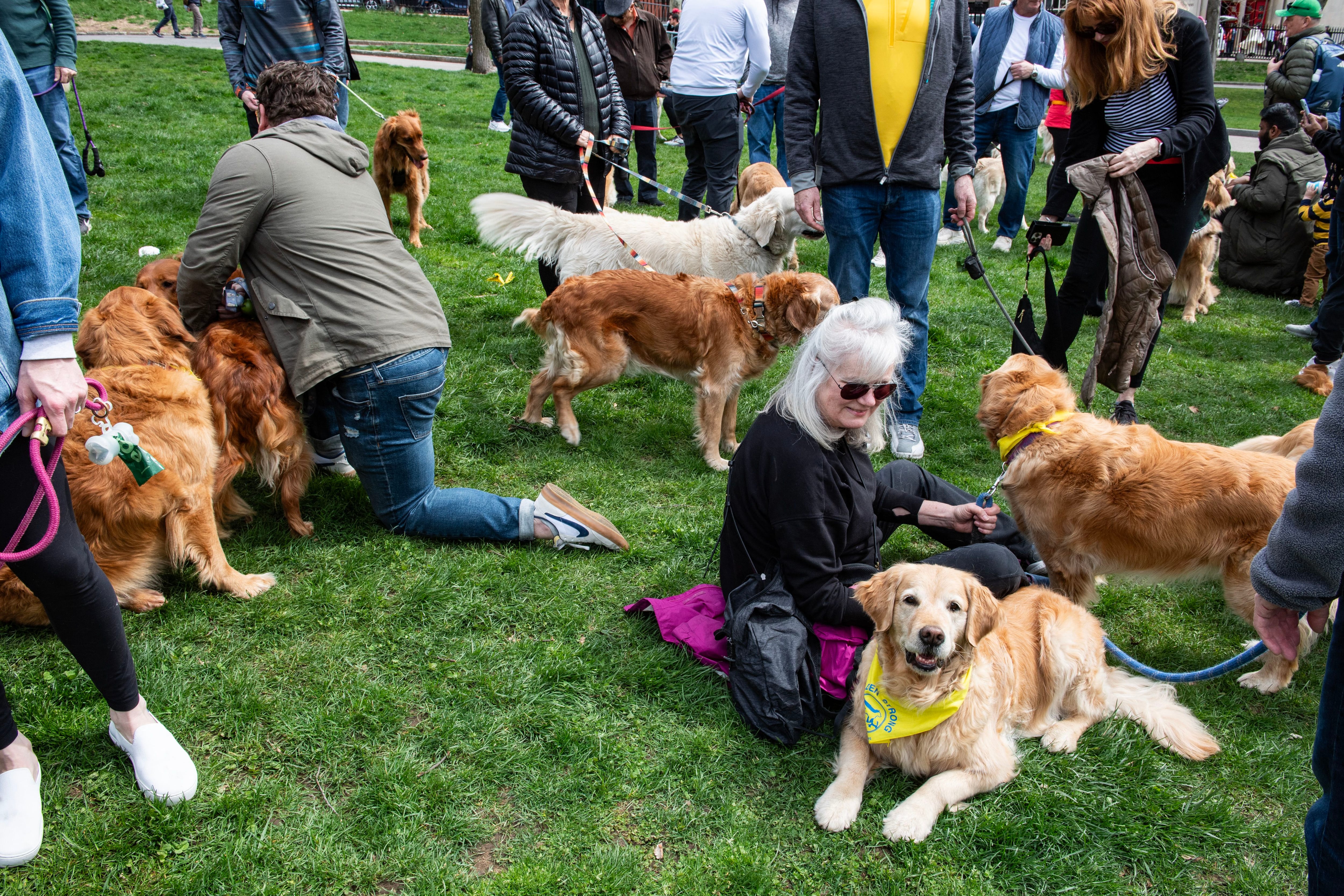 Todos los perros se encontraban en el lugar para rendir honor a Spencer, quien saludaba a los corredores del maratón de Boston.