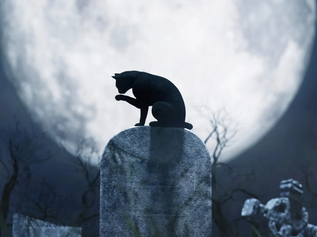 Soñar con un gato negro es sinónimo de mala suerte? - Infobae
