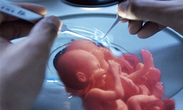 Resultado de imagen para clonacion de embriones