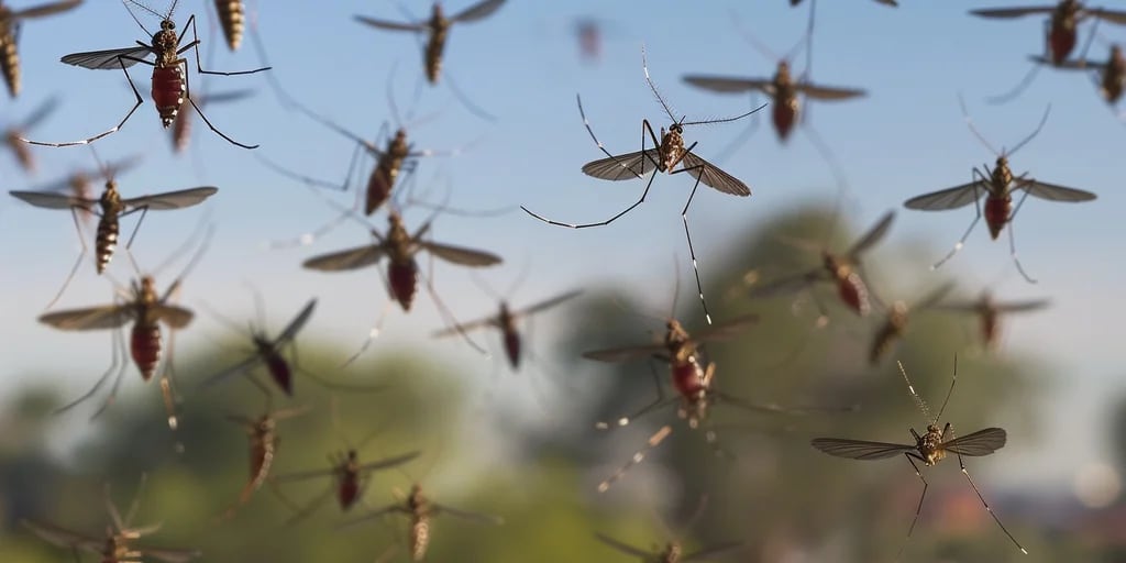 Qué es la fiebre de Oropouche, la infección parecida al dengue que avanzó en 4 países de Sudamérica