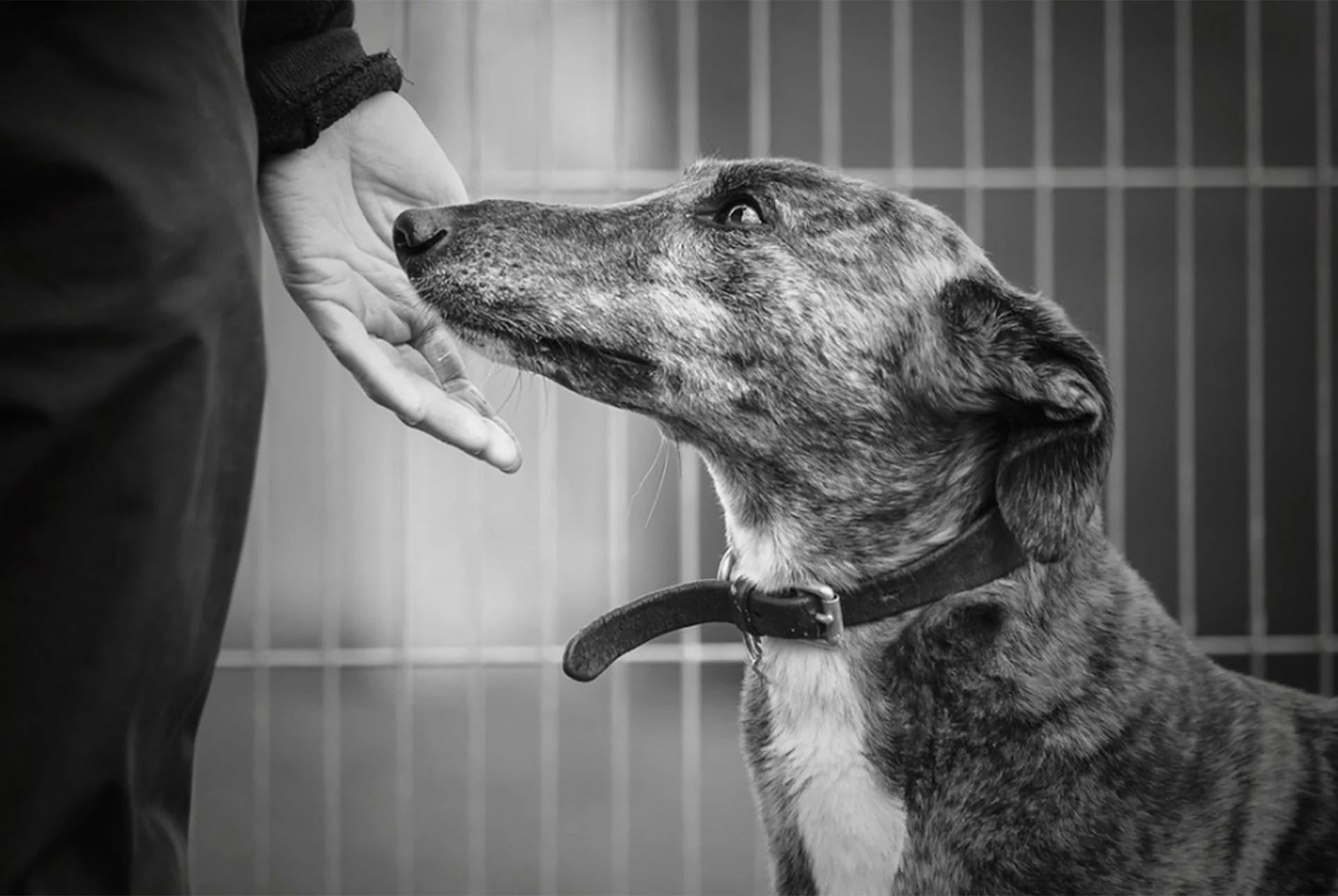 Categoría Perros rescatados. Chloe olfatea la mano de su cuidadora en un refugio animal (© Alexandra Robins)