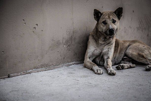 Más de 66.000 perros deambulan por Bogotá. Imagen de referencia: iStock