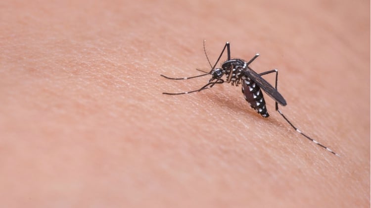 El mosquito negro transmite otras enfermedades además del dengue (Foto: Pixabay)