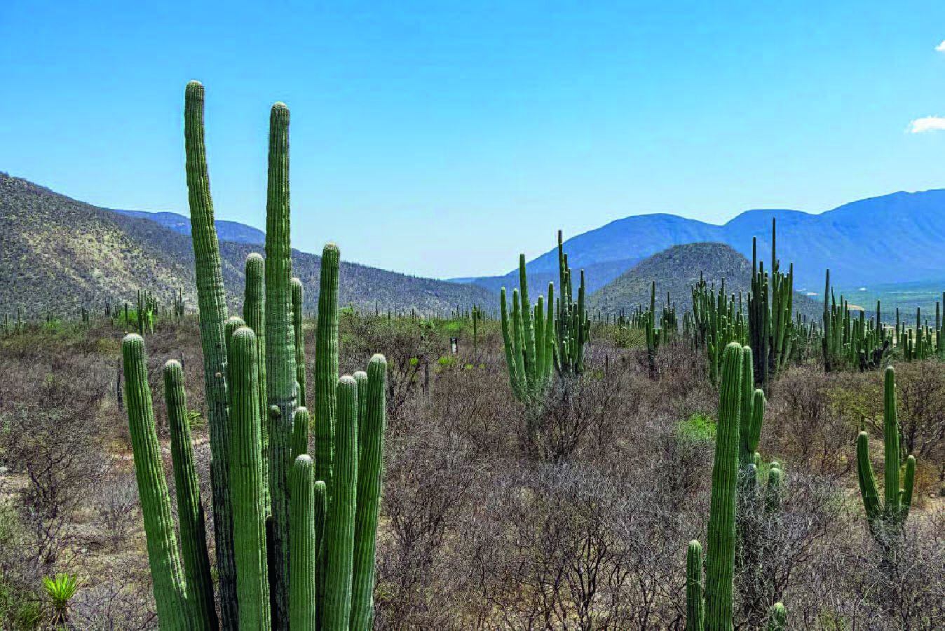 Reserva de la Biosfera Tehuacán