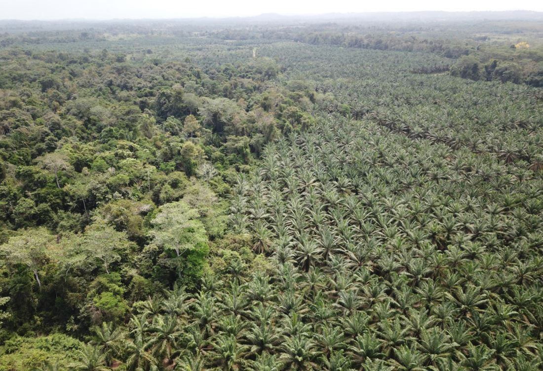 En América Latina y África hay al menos 167 millones de hectáreas en las que se podría plantar palma de aceite
