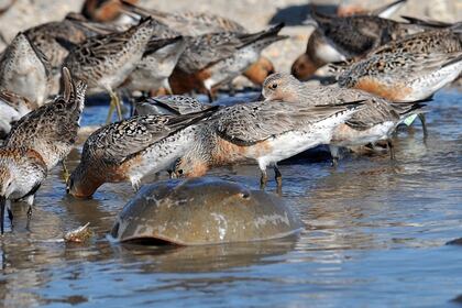 Un grupo de correlimos gordos, un tipo de ave playera migratoria que se alimenta de huevos de cangrejo bayoneta, y un cangrejo bayoneta. (Cortesía del Servicio Federal de Pesca y Vida Silvestre, USFWS)