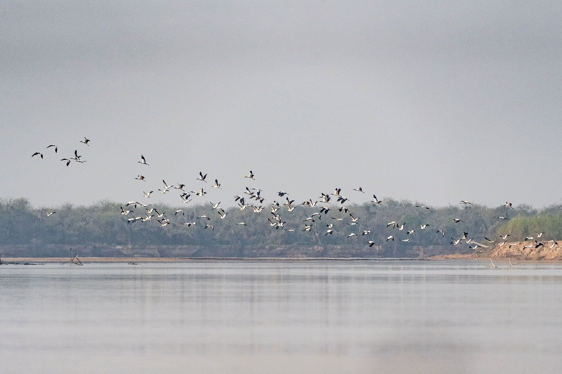 Avistaje de fauna en el Río Bermejo - Parque Nacional El Impenetrable © Matías Rebak-Fundación Rewilding Argentina