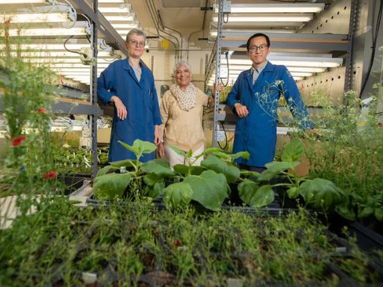 Los investigadores Wilhelmina van de Ven, Katie Dehesh, Jin-Zheng Wang, quienes dirigieron la investigación sobre el est 