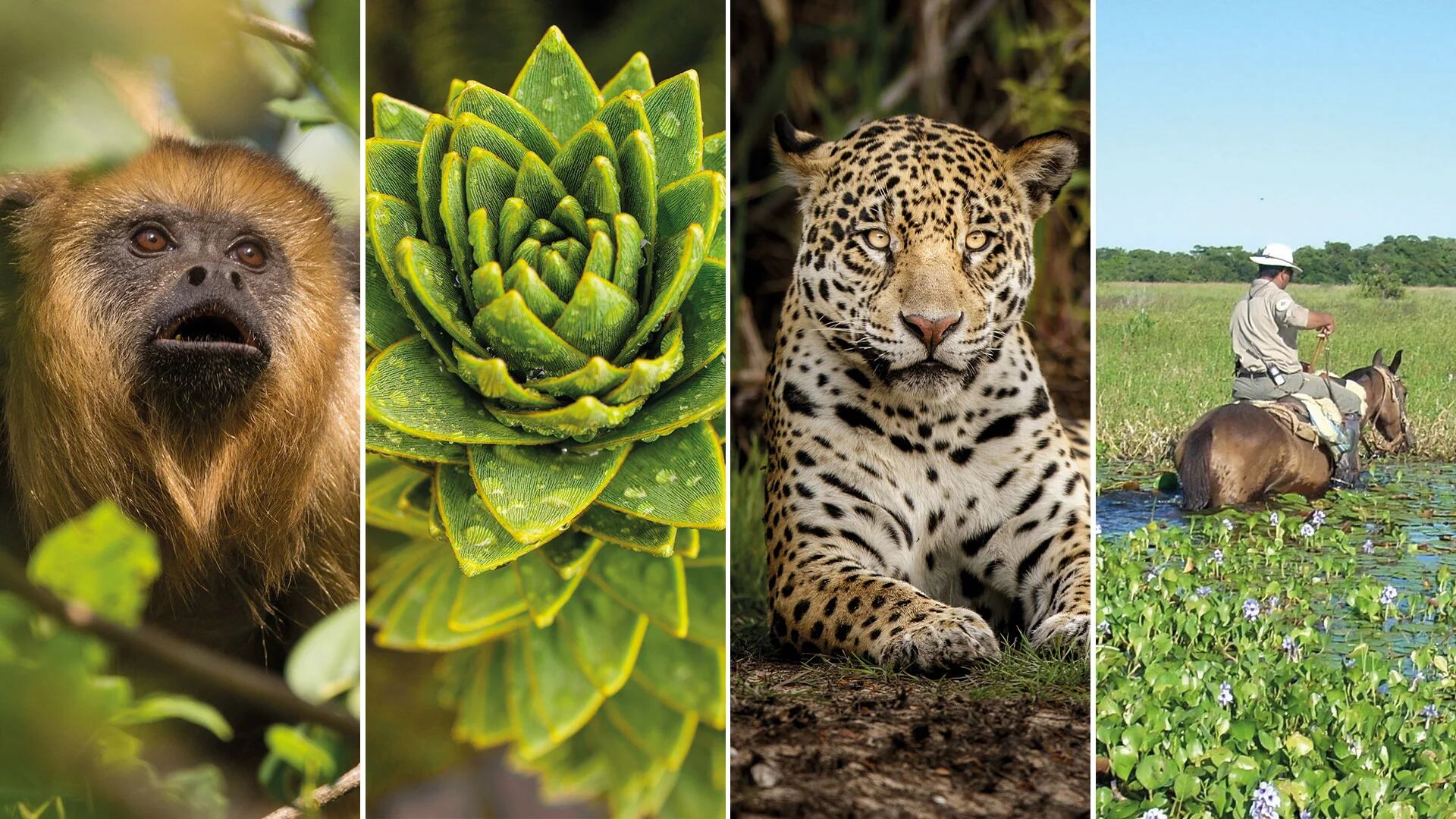 La diversidad biológica argentina en fotos para el asombro: presentan los mejores retratos de Parques Nacionales