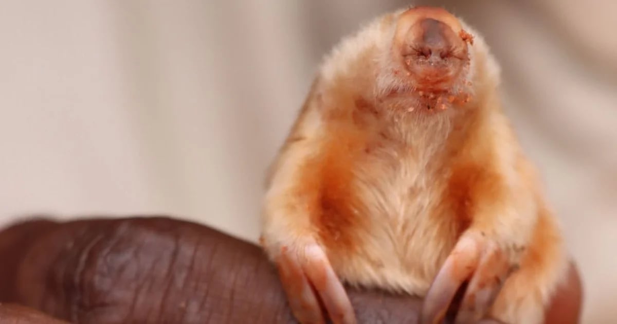 They are investigating the appearance of the world's smallest mole in Australia
