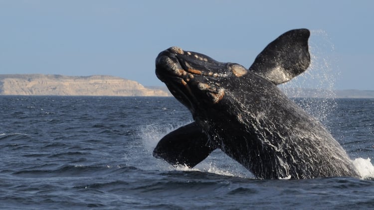 La regiÃ³n, en plena Patagonia argentina, estÃ¡ considerada uno de los destinos de avistaje de ballenas mÃ¡s importantes del mundo y fue calificada por la UNESCO como Patrimonio Natural de la Humanidad