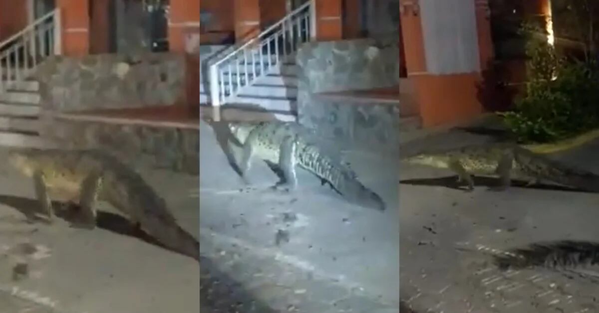 A towering crocodile caused astonishment as it wandered the streets of Manzanillo