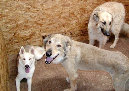 Nuevamente se conoció hoy un lamentable ataque de un grupo de perros