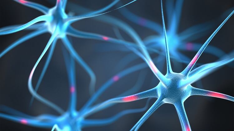El sistema nervioso está formado por una fascinante variedad de tipos de neuronas (Shutterstock)