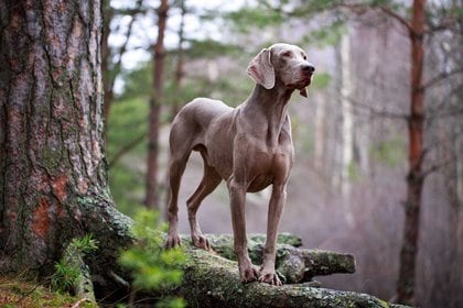 El braco de Weimar es un perro de caza especialmente dotado como perro cobrador. Su pelaje, corto y espeso, lo protege muy bien de la humedad; esto le permite ser un cazador eficaz en terrenos pantanosos
