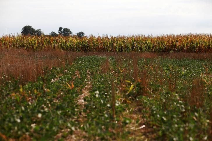 Soja (adelante) y maíz (atrás), dos cultivos afectados por la sequía 
REUTERS/Martin Acosta