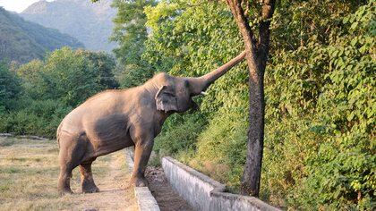 El elefante Kaavan coge ramas en el zool�gico de Islamabad. EFE/JAIME LE�N/Archivo

