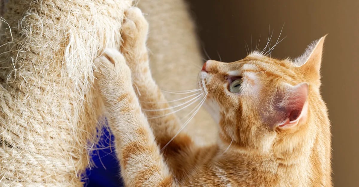 Four keys to encourage cats to use the scratching post