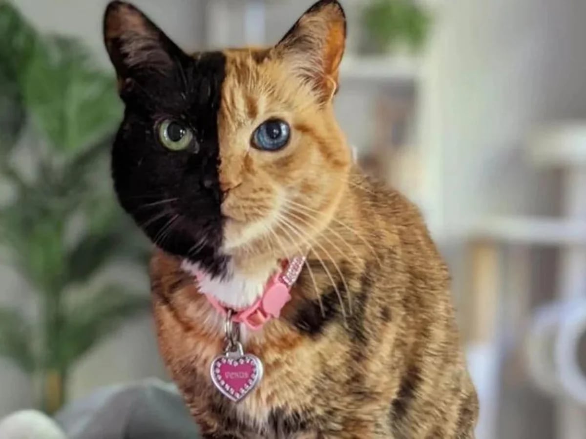 Qué es el quimerismo, fenómeno que que los gatos tengan “dos caras” - Infobae