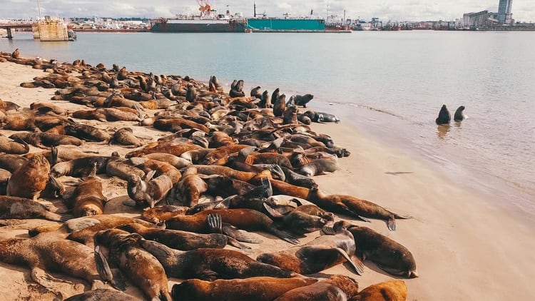 Los lobos marinos son un símbolo en Mar del Plata (Christian Heit)