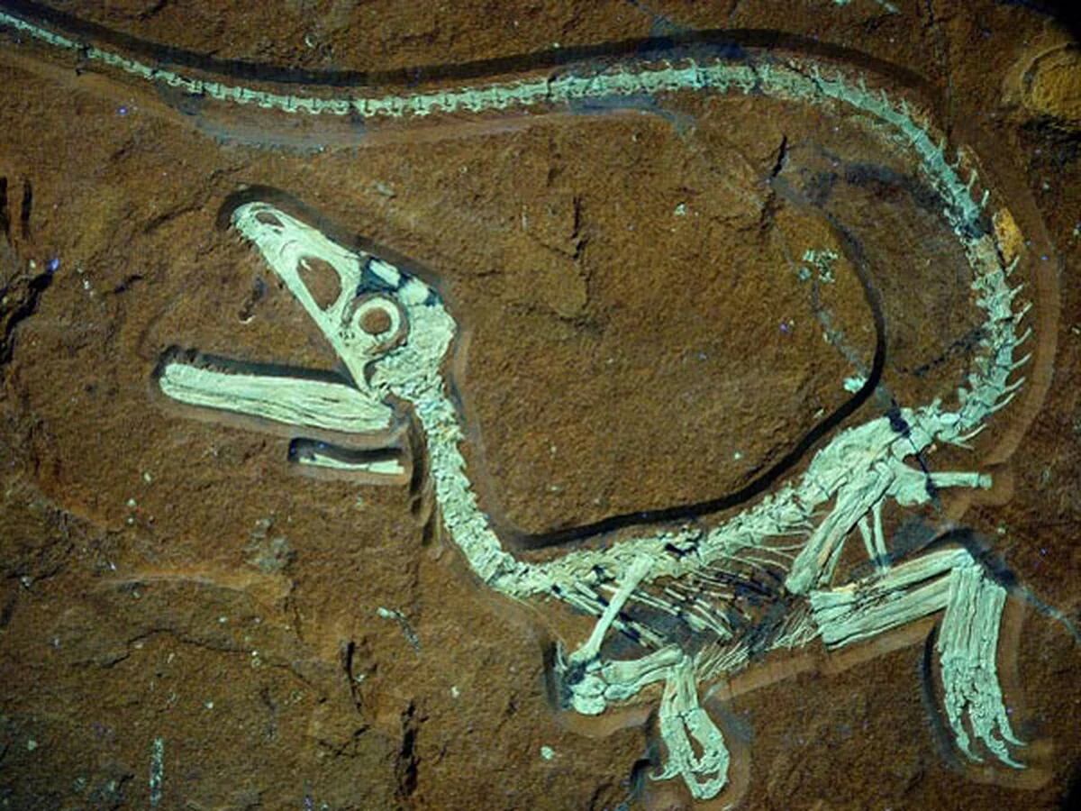 Robaron un dinosaurio de un museo - Infobae