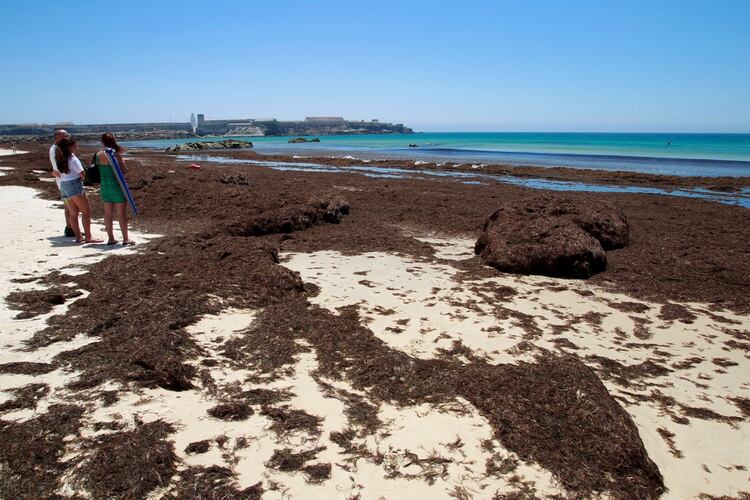 Fotografía tomada el 23 de junio en la playa de Tarifa, en Cádiz. Se trata del alga invasora “Rugulopterix okamurae” que se ha convertido en una pesadilla para el estrecho de Gibraltar, en España (Foto: EFE/A. Carrasco Ragel)