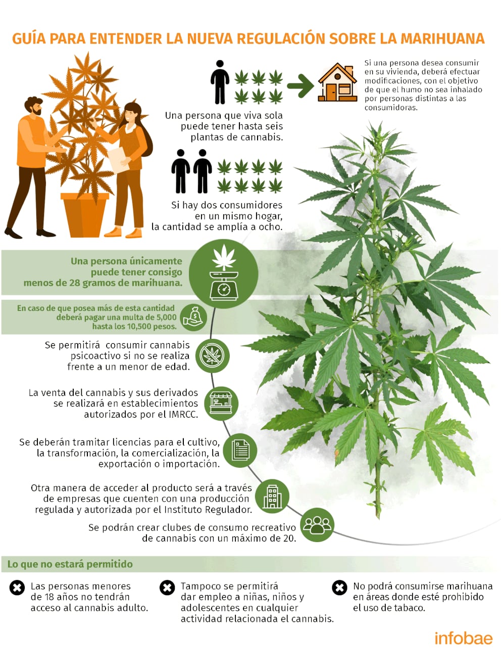 Regulación De La Marihuana En México Guía Completa Para Entender Qué Está Permitido Y Qué No