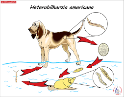 Perro bacteria