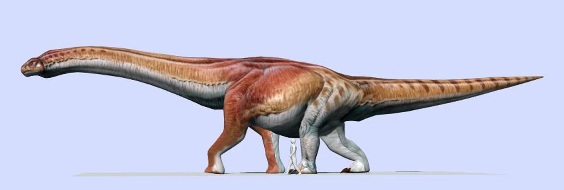 El Patagotitan mayorum, en comparación con el tamaño humano (MEF)