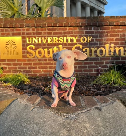 Piglet visitó la Universidad de Carolina del Sur el mes pasado.